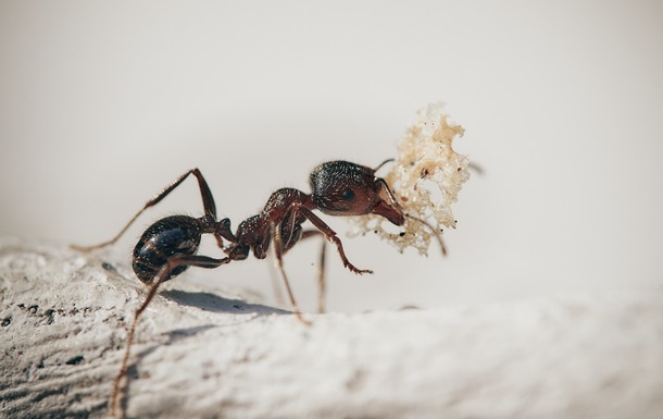 Ants Remember Insults: How Experience Influences Their Aggression